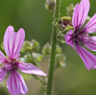 Curso Plantas Medicinales para el aparato digestivo Online