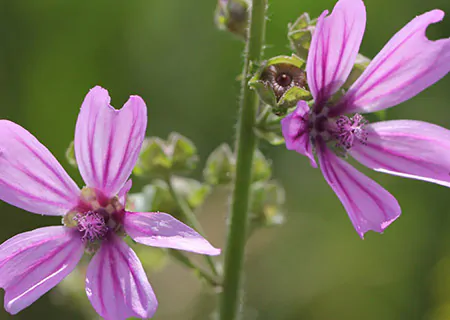 Plantas-digestivo-online
