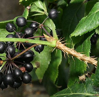 Curso Plantas Medicinales para los sistemas nervioso e inmune Online