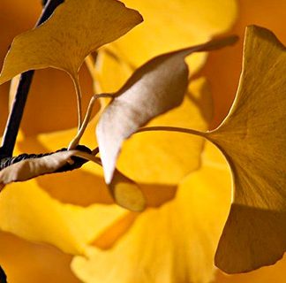 Curso Plantas Medicinales para los aparatos respiratorio y circulatorio Online