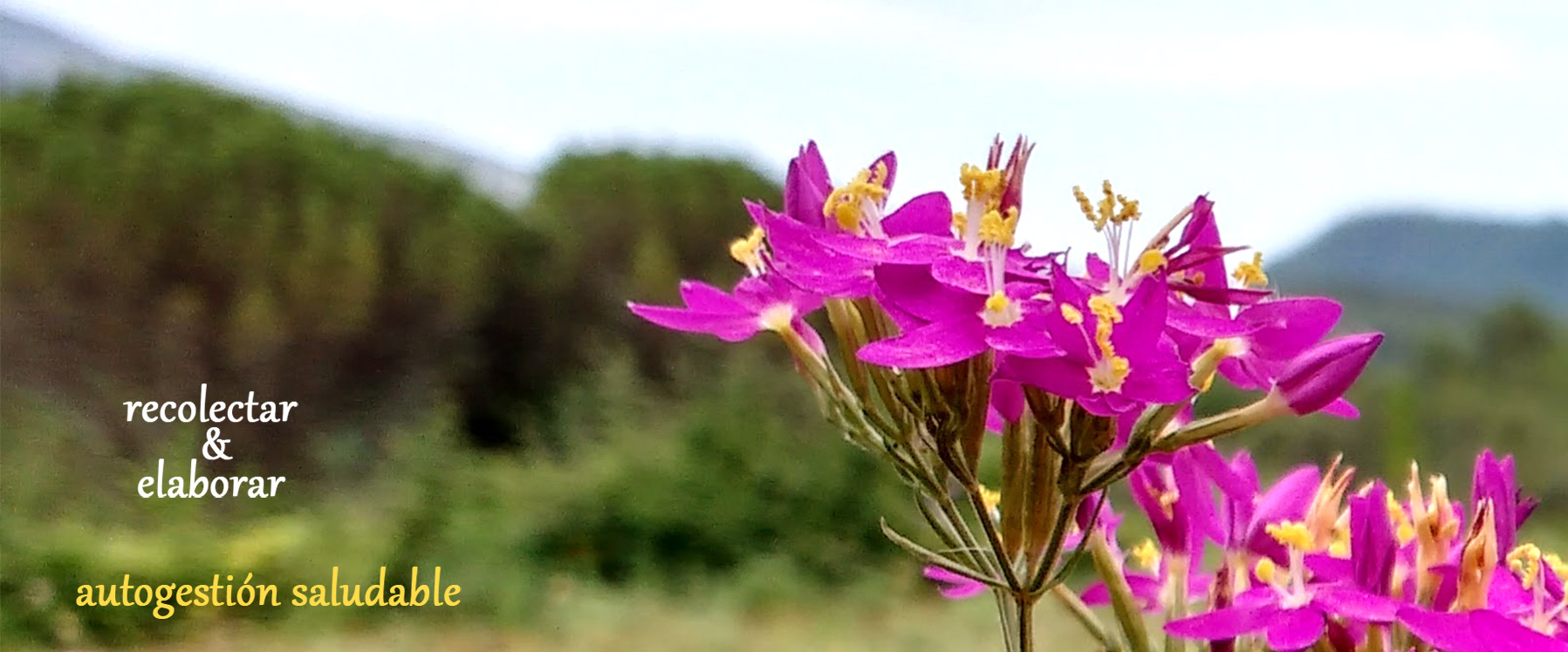 Encuentros de primavera