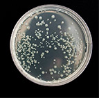 curso de kinesiología