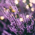 Preparación espagírica