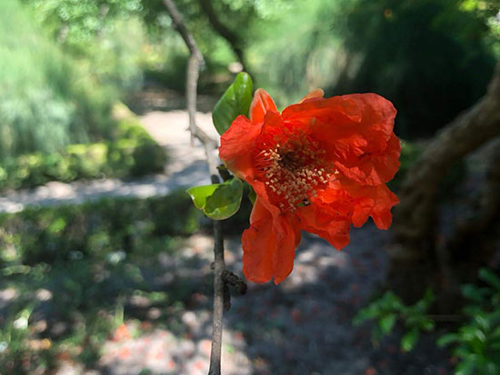 Árbol de la Palma y visita al Jardín Botánico. Fin del Curso de Herbodietética