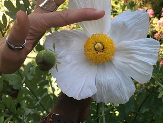 Árbol de la Palma y visita al Jardín Botánico. Fin del Curso de Herbodietética