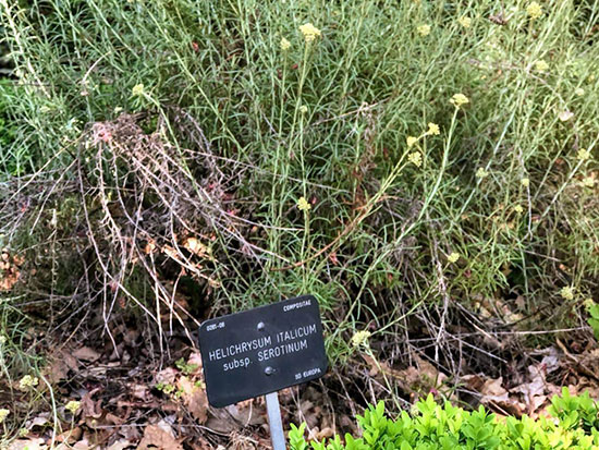 Árbol de la Palma y visita al Jardín Botánico. Fin del Curso de Herbodietética
