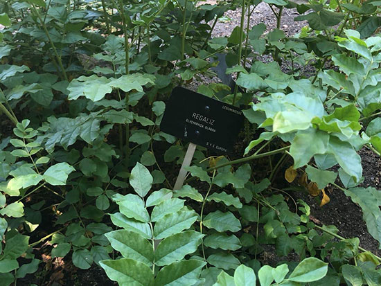 Árbol de la Palma y visita al Jardín Botánico. Fin del Curso de Herbodietética