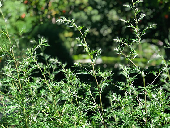 Árbol de la Palma y visita al Jardín Botánico. Fin del Curso de Herbodietética