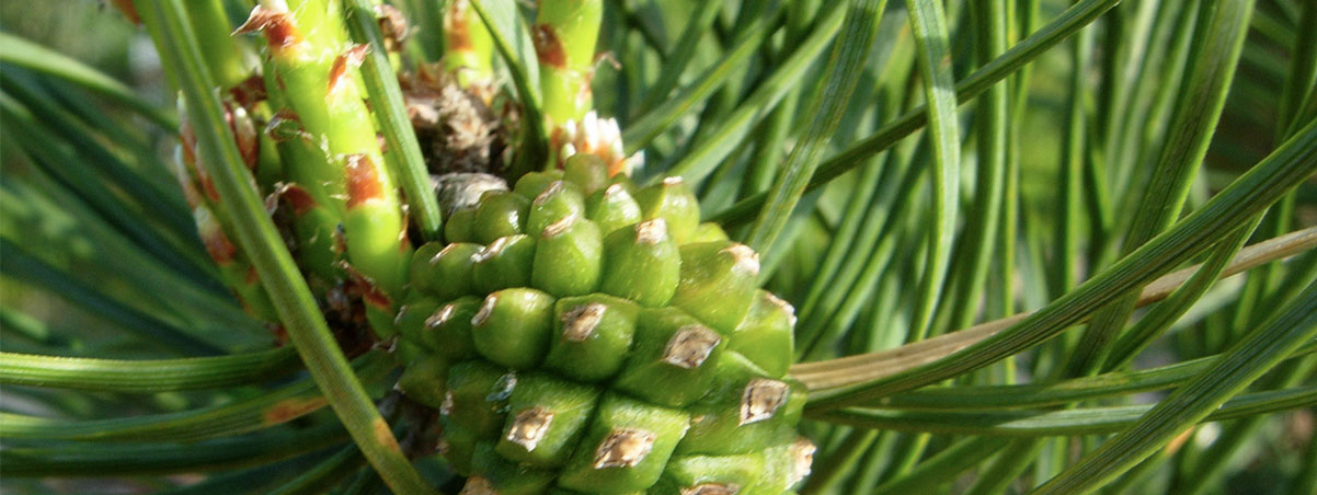 Módulo Fundamentos de la Fitoterapia Vademecum de plantas online