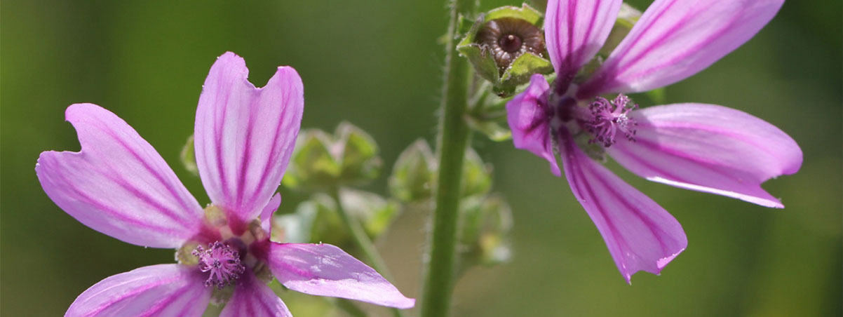 Módulo plantas medicinales para el sistema digestivo online
