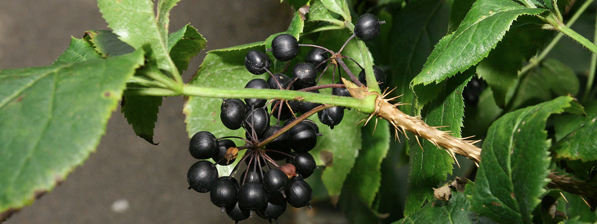Módulos plantas medicinales para los sistemas nerviosos e inmune online