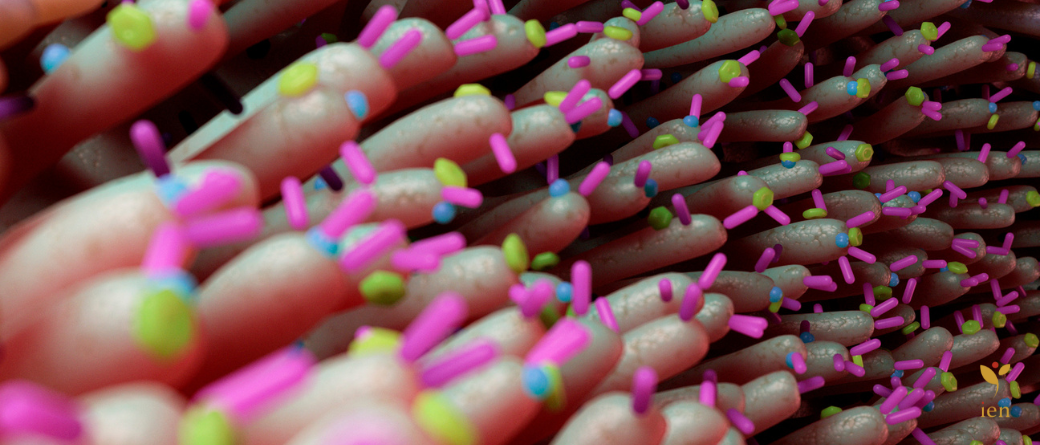 microbiota intestinal