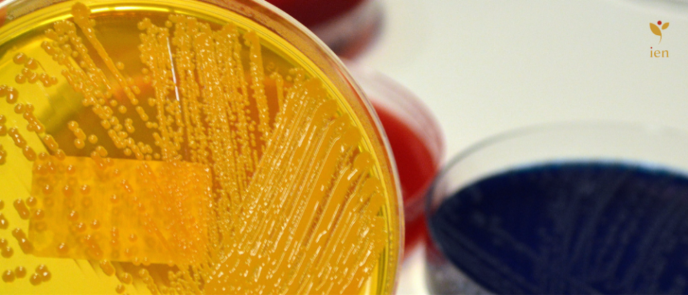 La carne y el problema de la Escherichia coli