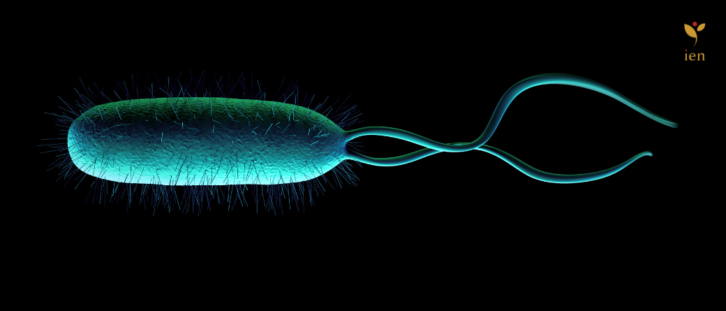 Helicobacter Pylori