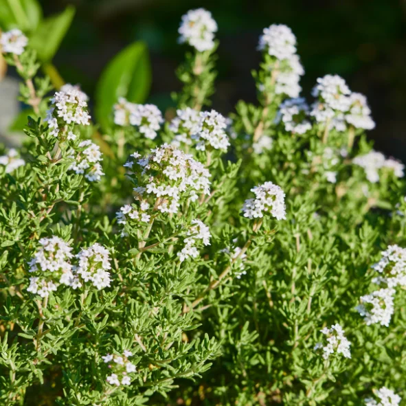 Los Cambroños de Los Molinos