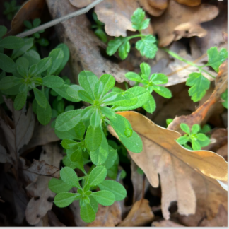 Plantas medicinales y comestibles en los bosques de El Escorial - RecorrIENdo juntos