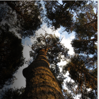 Plantas medicinales y comestibles en los bosques en Navalmedio (Cercedilla) - RecorrIENdo juntos