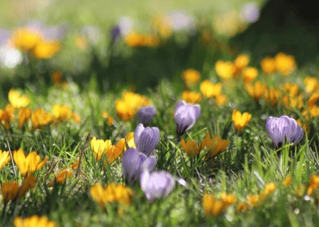 El potencial uso de los aceites esenciales